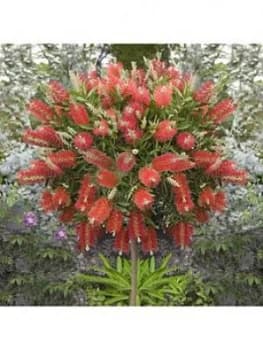 Callistemon Kings Park' Standard 90Cm Tall