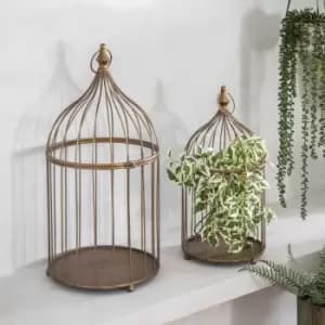 Crossland Grove Variegated Ficus Stem Green (6Pk) H760Mm