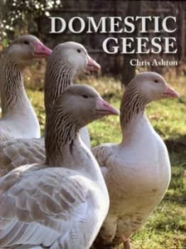 Domestic Geese by Chris Ashton Paperback