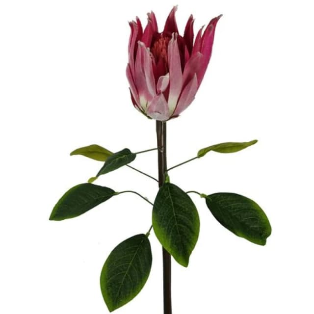 Leaf 65cm Protea Sugarbush Flower Stem - Pink