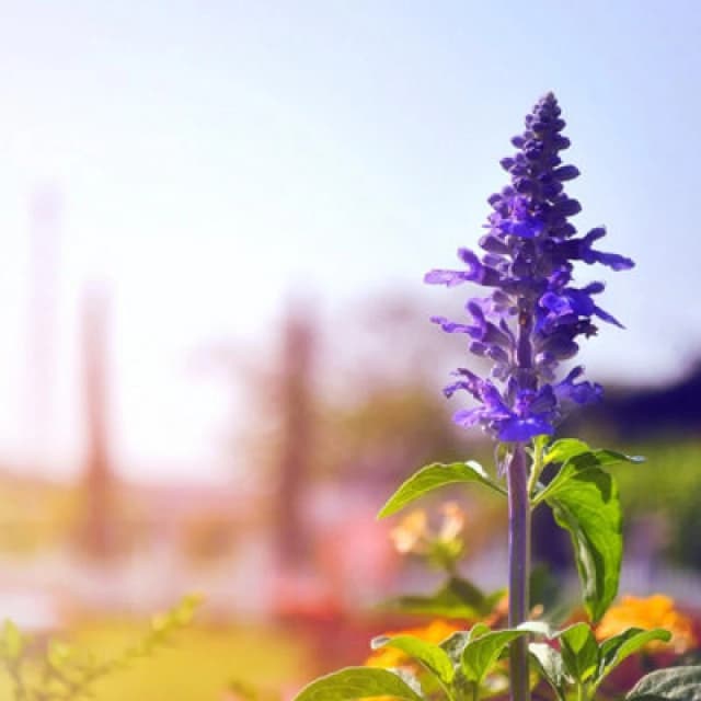Thompson & Morgan Salvia Farinacea Victoria Blue Seeds - Vivid Purple-Blue Perennial For Borders & Containers - 400 Seeds