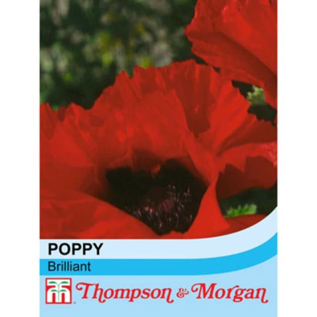 Thompson & Morgan Poppy Brilliant 1 Seed Packet (180 Seeds)