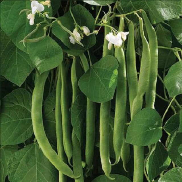 Thompson & Morgan Runner Bean White Lady 1 Seed Packet
