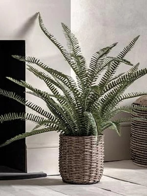 Artificial Fern in Wicker Plant Pot