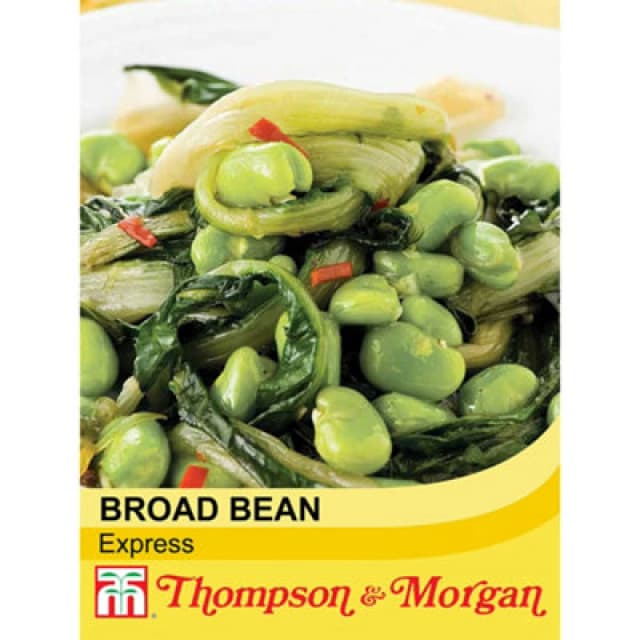 Thompson & Morgan Broad Bean Express 1 Seed Packet (30 Seeds)
