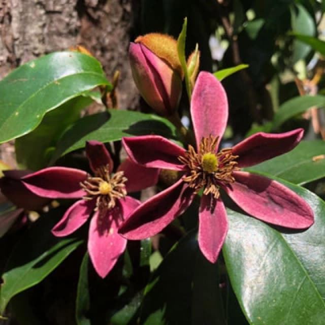 Thompson & Morgan Magnolia Figo Stellar Ruby 3 Litre Potted Plant X 1