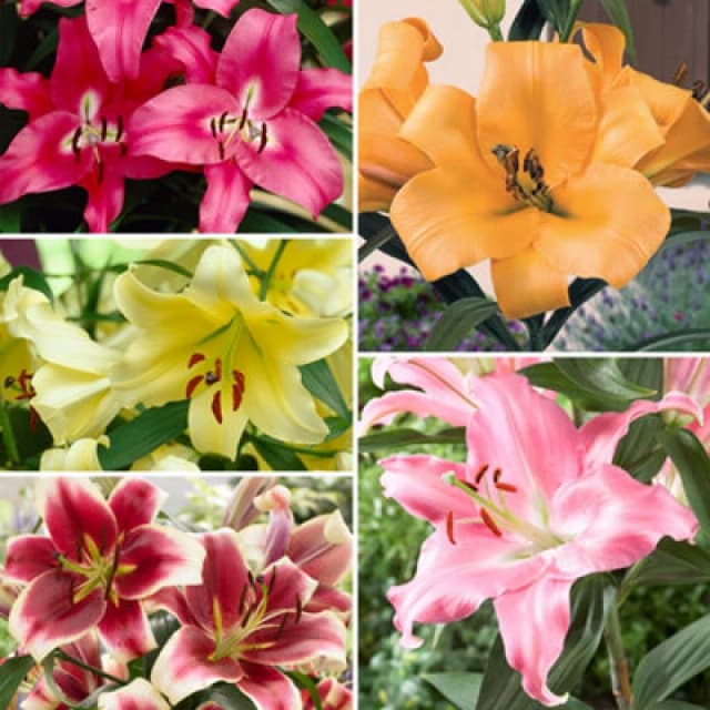 You Garden Yougarden 15 Premium Skyscraper Lily Bulbs, Selection Of 15 Flower Bulbs, Including Three Each Of Five Colours And Varieties