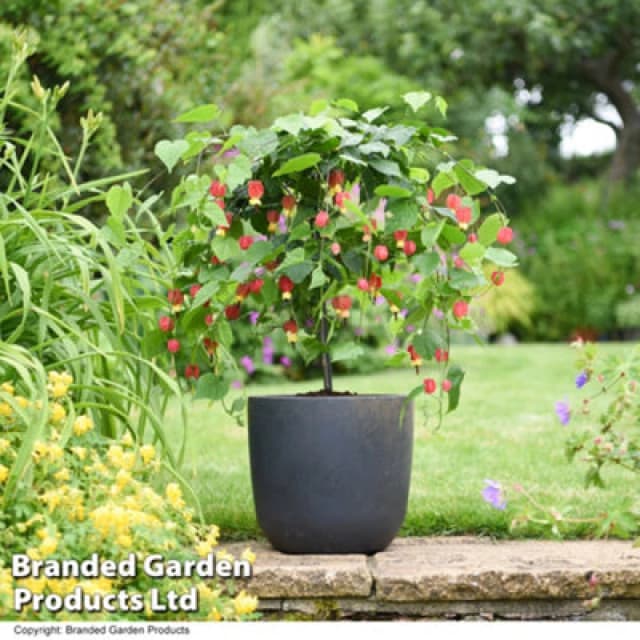 Thompson & Morgan Abutilon Megapotted Plantamicum 3 Litre Potted Plant X 1