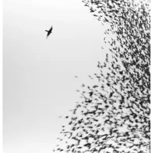 Wilco - Sky Blue Sky Vinyl