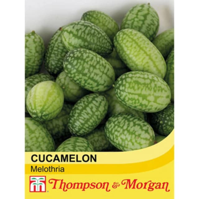 Thompson & Morgan Cucamelon Melothria 1 Seed Packet (20 Seeds)