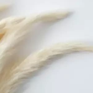 Crossland Grove Dried Reed Grass Bundle In Paper Wrap White H600Mm