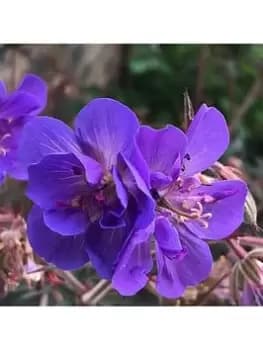 Hardy Geranium 'Storm Cloud' - 3 X 9Cm Pots