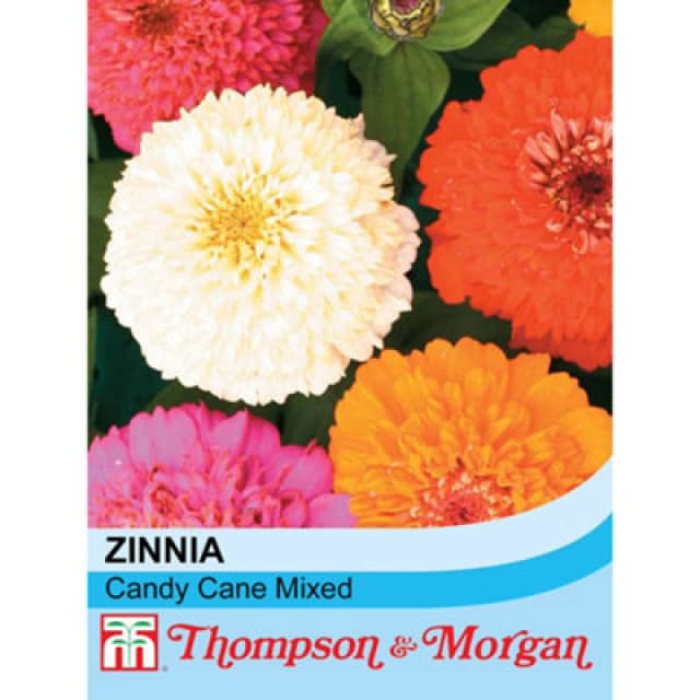 Thompson & Morgan Zinnia Elegans Candy Cane Mixed 1 Seed Packet (100 Seeds)