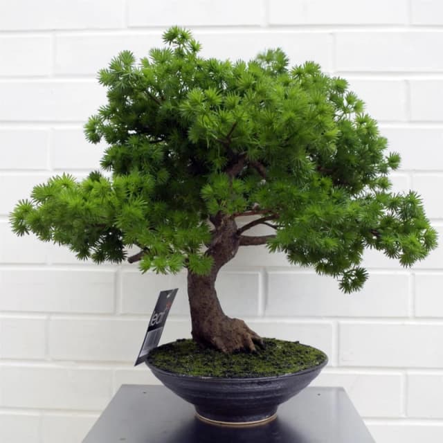Leaf 50cm Artificial Luxury Pine Bonsai Tree Green