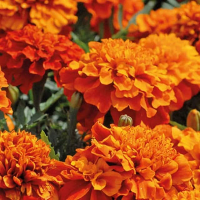 Thompson & Morgan Marigold Fireball 1 Packet (40 Seeds)