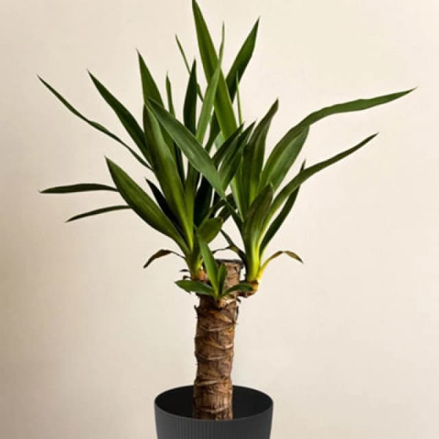 You Garden Yougarden Yucca Single Stem 11Cm Nursery Potted Houseplant, With Magnolia Eco Black Houseplant Pot Cover, 14Cm Pot Cover