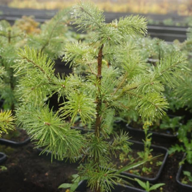 Scots Pine Tree Seeds Packet - Majestic Evergreen For Gardens & Containers - Hardy Outdoor Plant - Thompson & Morgan