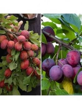 Duo Plum Tree - 2 Varieties On One Tree 1.4M