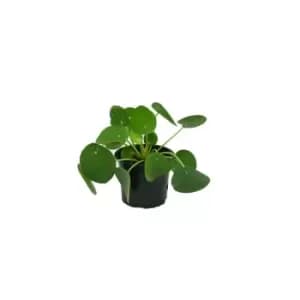 Thompson & Morgan Thompson and Morgan Pilea - Chinese Money Plant 11cm Pot x 1