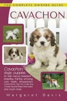 Cavachon by Margaret Davis