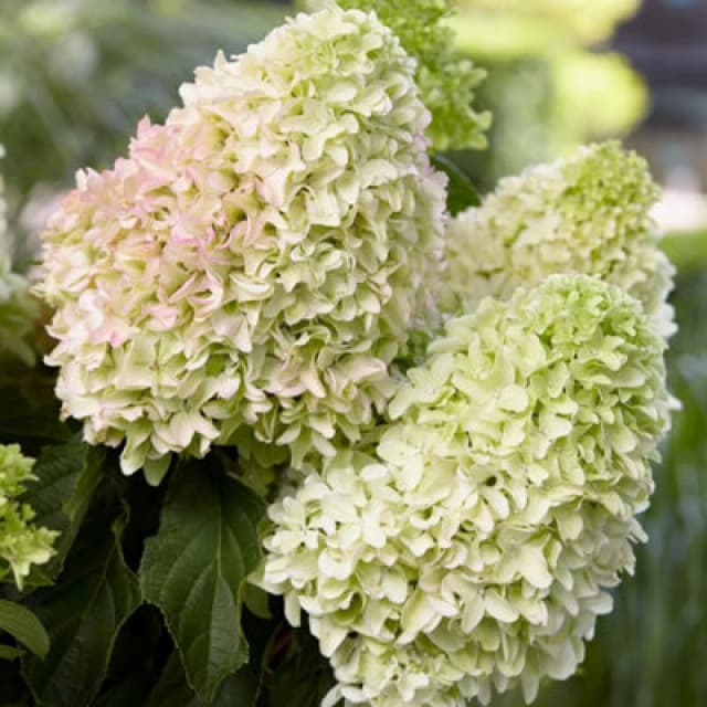 Thompson & Morgan Hydrangea Little Fresco 9Cm Potted Plant X 1