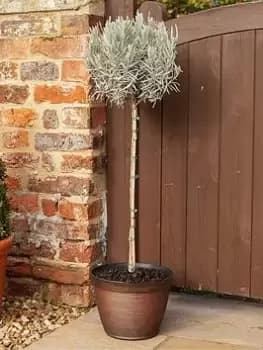 English Lavender Munstead Standard Tree 90Cm Tall