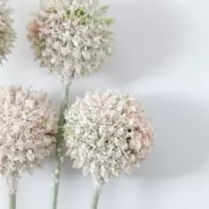 Crossland Grove Echinops Bundle White (12Pk) 660Mm