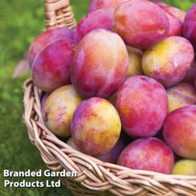 Thompson & Morgan Fruit Plum (Prunus) Wonder Tree Plum Victoria (St Julien A Rootstock) (Height 1.4M) 24Cm Potted Plant X 1
