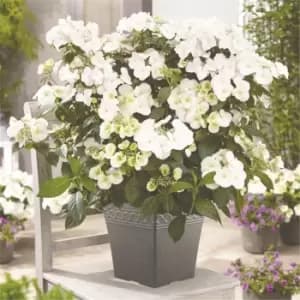 YouGarden Hydrangea 'Runaway Bride' 14cm pot 20/25cm - Brown