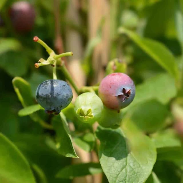 Thompson & Morgan Fruit Blueberry (Vaccinium) Goldtraube 9Cm Potted Plant X 1