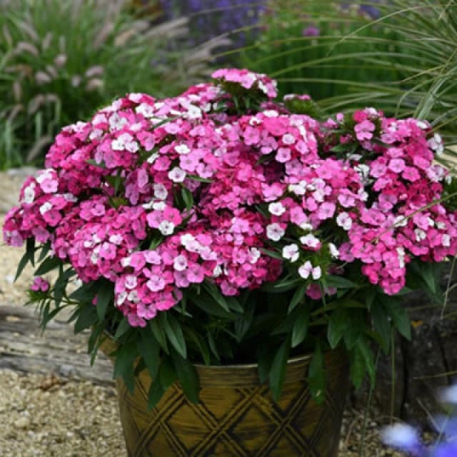 Thompson & Morgan Dianthus Dart Pink Magician Hardy Perennial Carnation - 12 Plugs