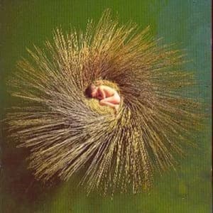 Ovo by Peter Gabriel CD Album