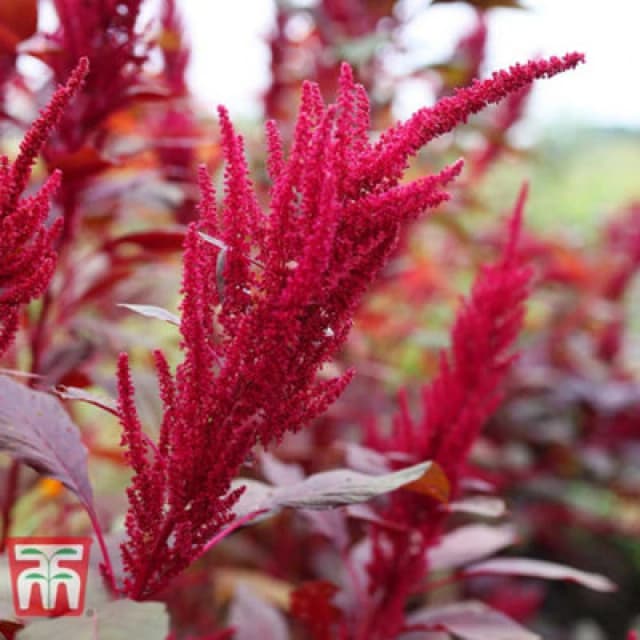 Thompson & Morgan Amaranth Red Garnet 1 Seed Packet