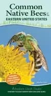 common native bees of the eastern united states your way to easily identify