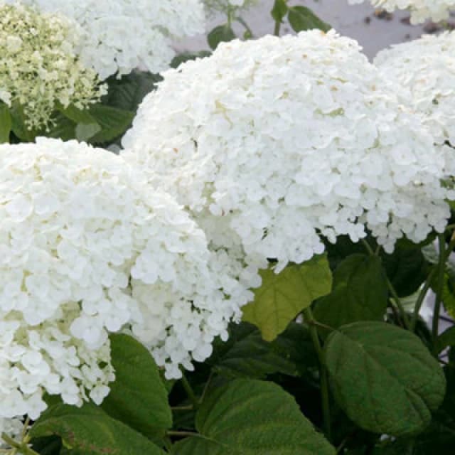 Thompson & Morgan Hydrangea Arborescens Annabelle 12 Litre Potted Plant X 2