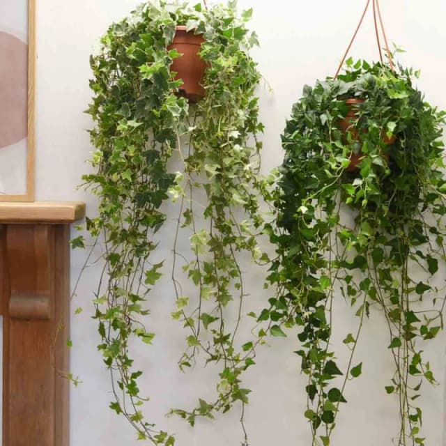 Thompson & Morgan Houseplant Hedera Mix 6Cm Potted Plant X 1