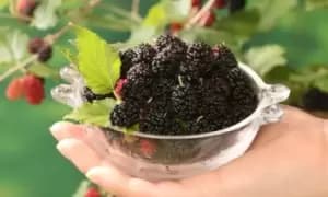 Black Mulberry (Morus) Charlotte Russe, One Plant