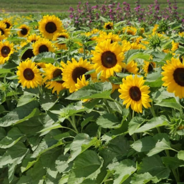 Thompson & Morgan Sunflower Little Dorrit F1 Hybrid 1 Packet (20 Seeds)