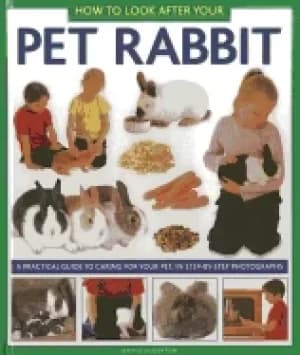 how to look after your pet rabbit