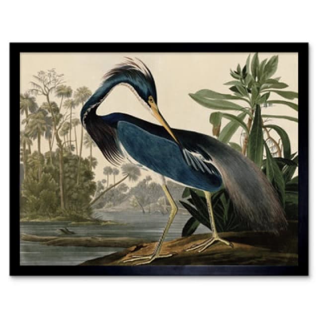 Wee Blue Coo Audubon Birds Louisiana Heron Painting 12X16" Framed Wall Art Print