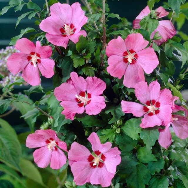 YouGarden Pair of Hibiscus Mini Standard Woodbridge 15cm Pot Pink unisex 2x15cm pot