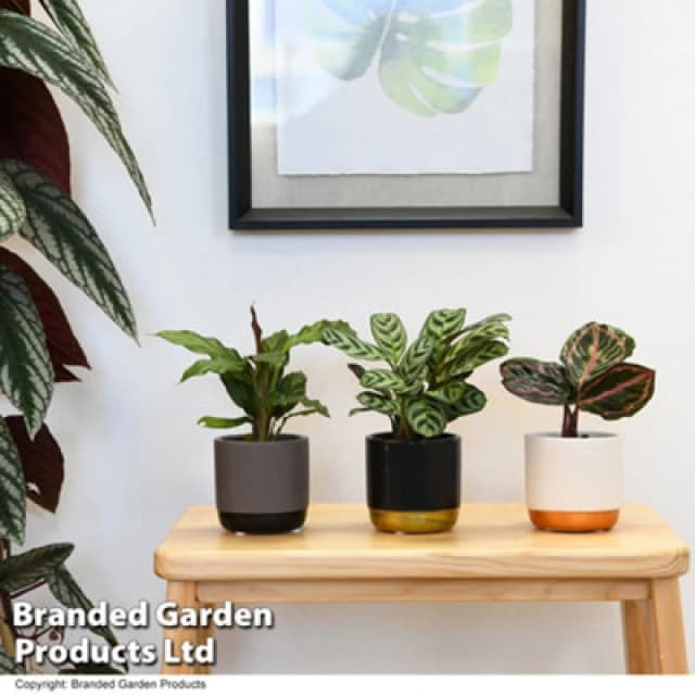 Thompson & Morgan Houseplant Calathea Starter Mix 6Cm Potted Plant X 1