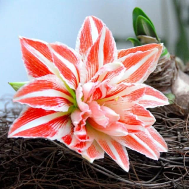 Thompson & Morgan Amaryllis Dancing Queen Bulb - Double Trumpet Red/white Stripes - Indoor Winter/spring Flowers - 1 Bulb