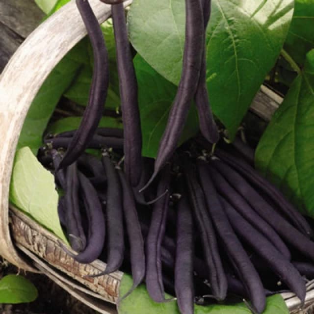 Thompson & Morgan Dwarf Bush Bean Purple Teepee 1 Seed Packet