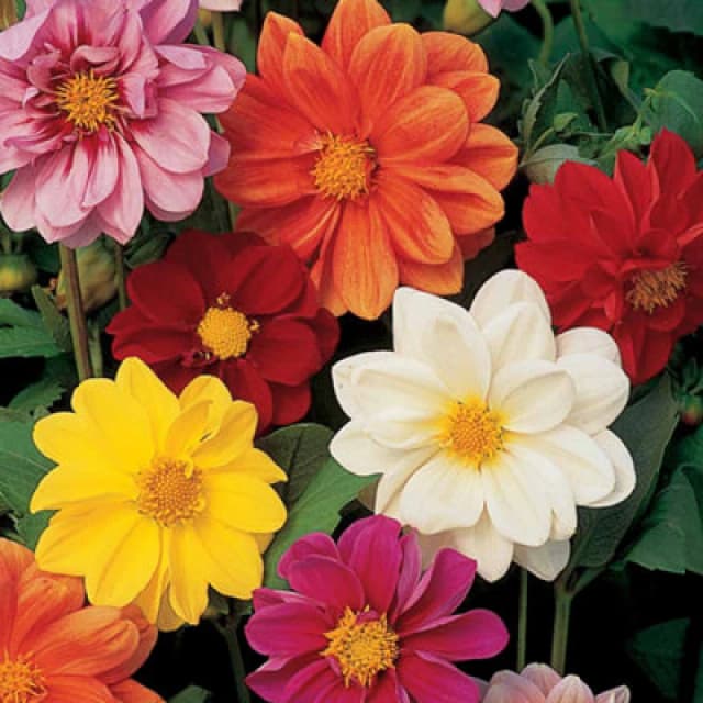 Thompson & Morgan Dahlia Disco Dancer Mix 1 Seed Packet (45 Seeds)