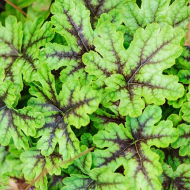 Thompson & Morgan Heucherella Tapestry 9Cm Potted Plant X 1