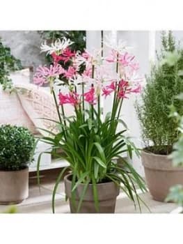 Hardy Nerine (Guernsey Lily) Hybridisers Mix X 10 Bulbs