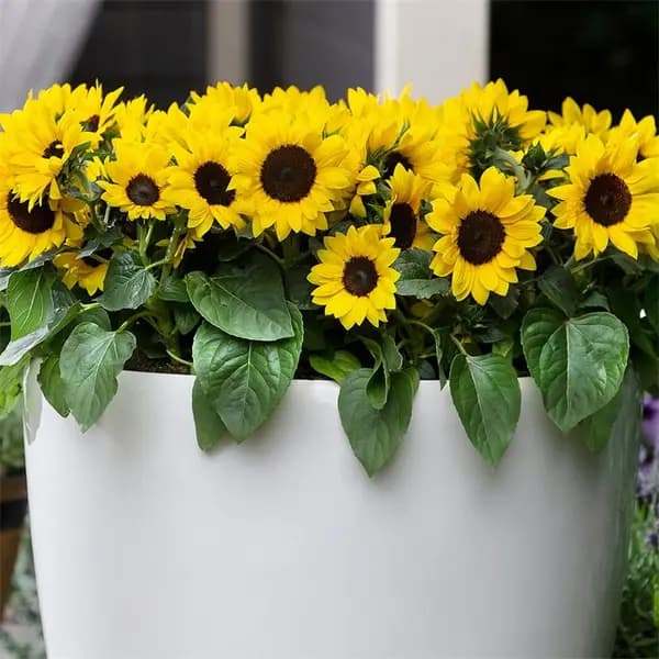 YouGarden Sunflower Sunsation (12 Plug Plants) Garden Flowers and Plants 12 Plug Pl Yellow 40560013000