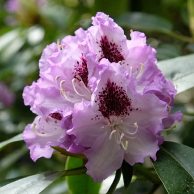 You Garden Yougarden Rhododendron 'hybrid Lilac', Established Plant In 15Cm Pot, Ready To Plant, Evergreen Shrub, Early Spring Flowering Plan