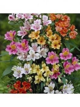 Hardy Alstroemeria Ligtu Hybrids 10 X Bare Roots